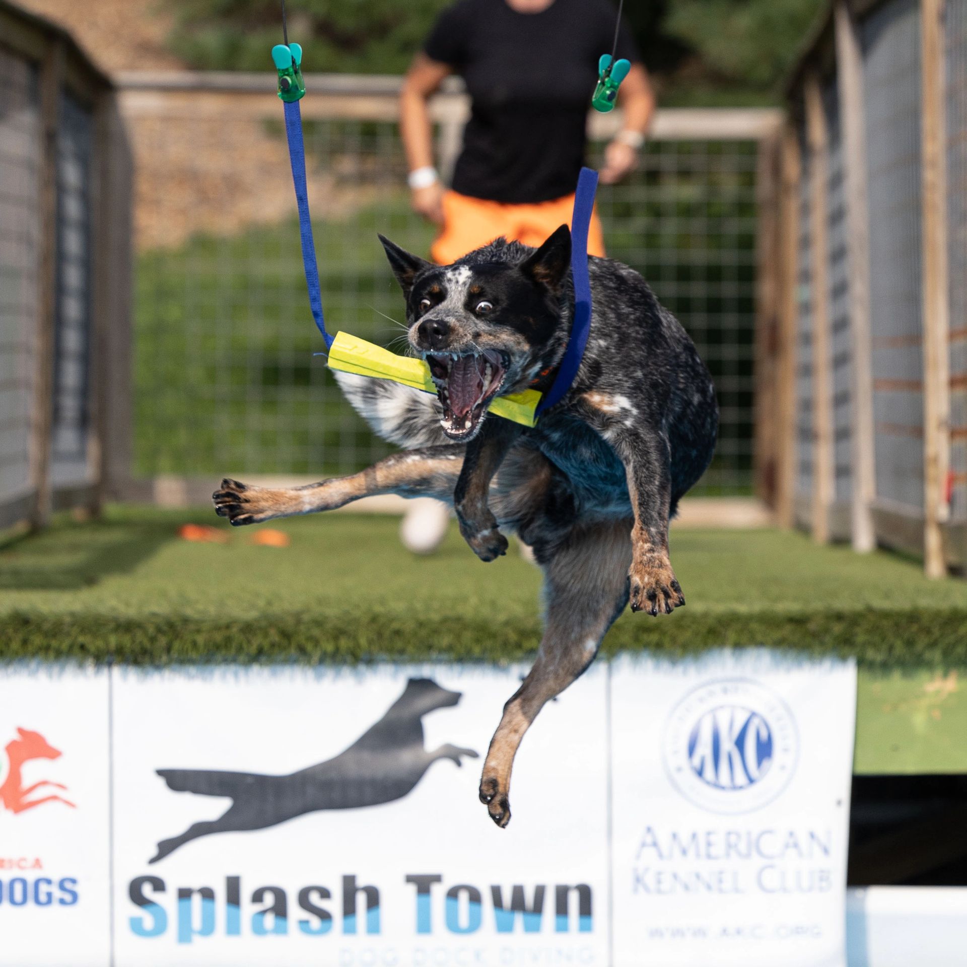 Dog leaping off dock into water at dock diving event